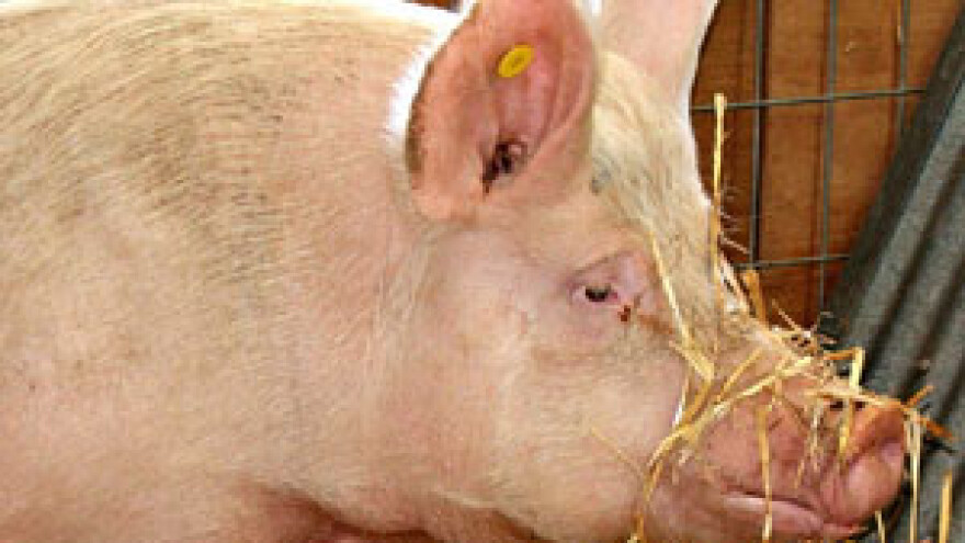 Prilagodba EU direktivi ili zatvaranje farmi