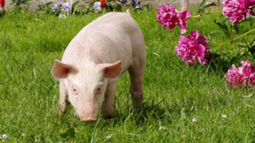 Veće cijene prasetine neće spasiti uzgajivače