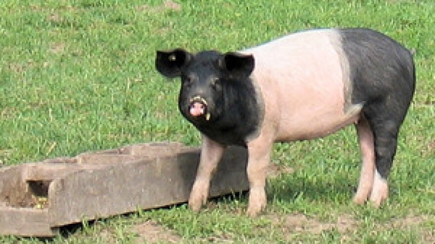 Regionalni svinjogojski forum Gundinci 2012.