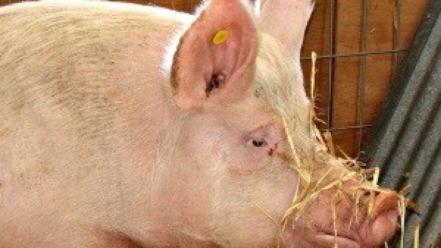 Novi operativni programi za razvoj govedarske i svinjogojske proizvodnje