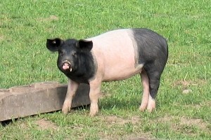 Otkrivena svinjetina u goveđoj salami