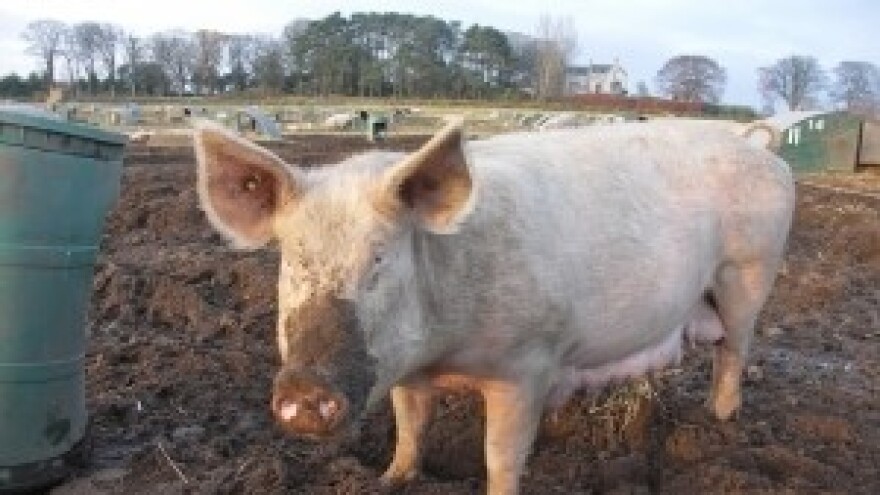 Već dvije godine nije bilo oboljelih od trihineloze u Vukovarsko - srijemskoj županiji