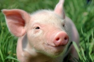 Farme propadaju, a meso uvozimo