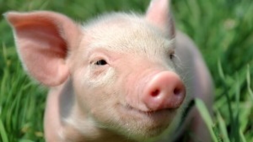 Farme propadaju, a meso uvozimo