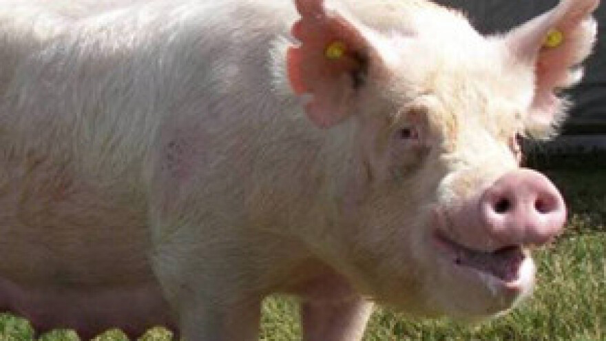 Nema zabrane, ali svinjokolja sve manje