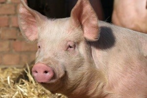 Mogućnost stavljanja u promet živih svinja na EU tržište