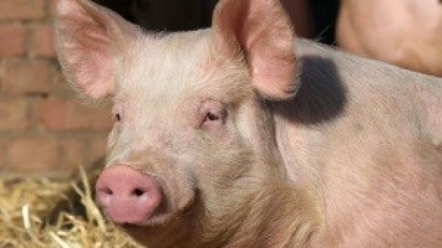 Mogućnost stavljanja u promet živih svinja na EU tržište