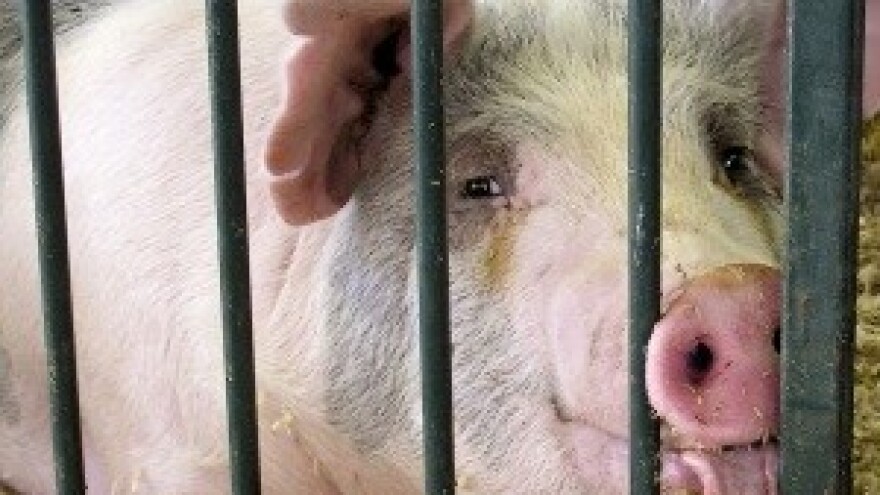 Za svinje iz Vukovara za izvoz u EU dodatno testiranje