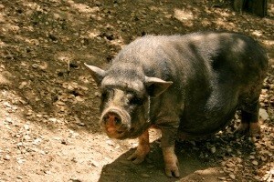 Nova bioplinska postrojenja Agrokora gradit će se u Slavoniji