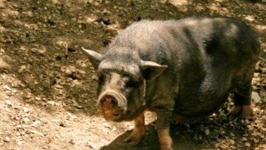 Nova bioplinska postrojenja Agrokora gradit će se u Slavoniji