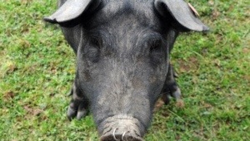 Rusi optužili Amerikance da šire svinjsku kugu