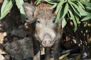 Povećanim odstrelom do reda u poljima