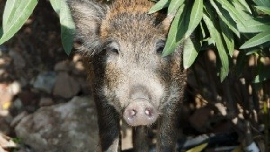 Povećanim odstrelom do reda u poljima