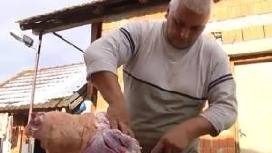 Tradicionalna svinjokolja u Ceriću