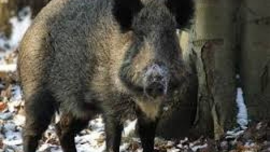 Zakup prava lova za 44 državna lovišta