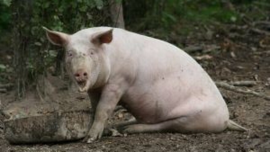 Prestanak agonije na Farmi Senkovac