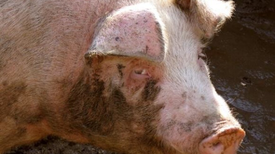 Stanje na tržištu stoke