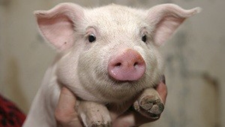 Hoćemo li dočekati slobodan izvoz živih svinja?