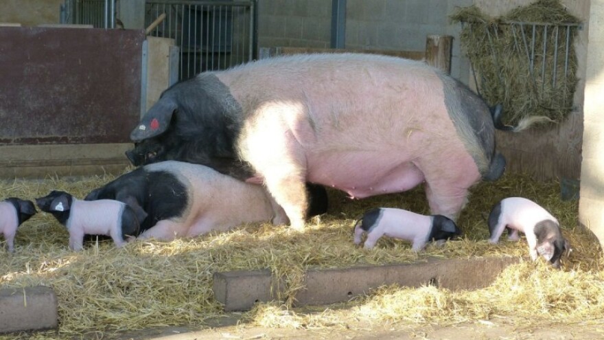 Savjetovanje svinjogojaca u Belom Manastiru!