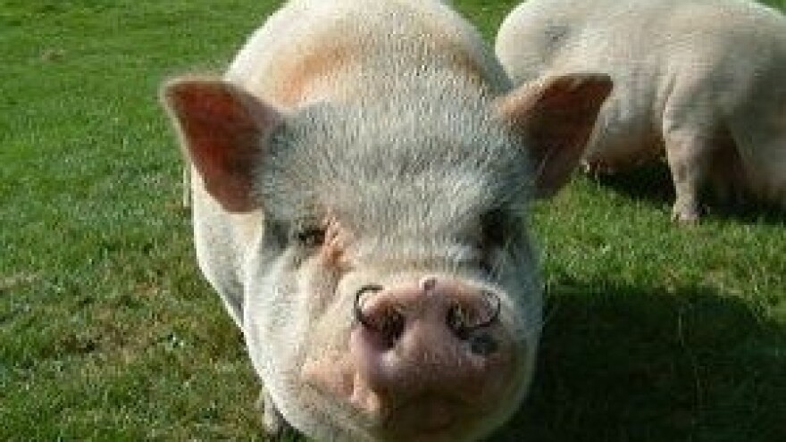 Dalmatinski pršut od španjolske svinje