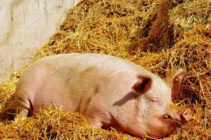 17 optuženih zbog ilegalnog mesa