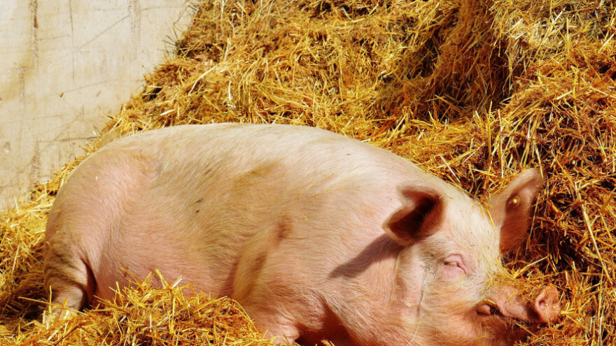 17 optuženih zbog ilegalnog mesa