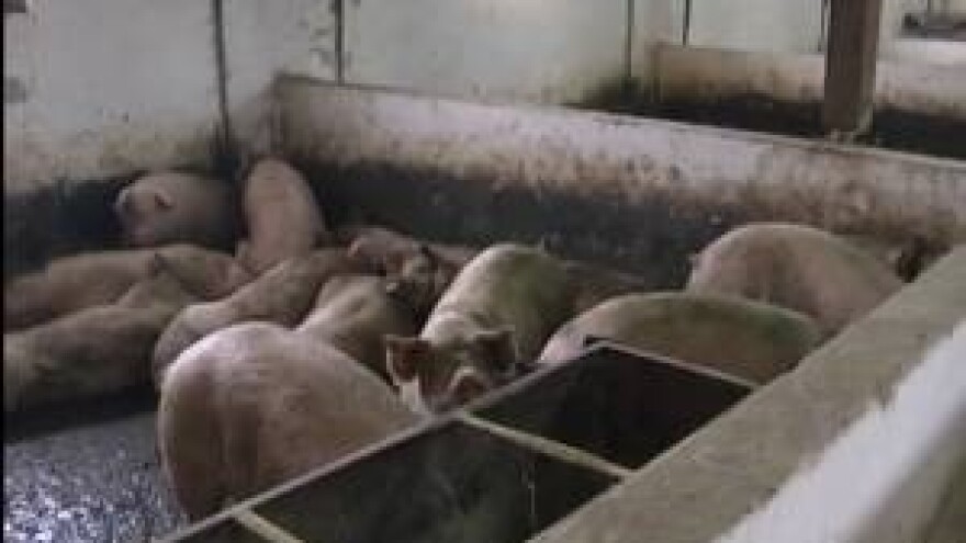 Sa tradicijom svinjokolje nestaje i trihinela