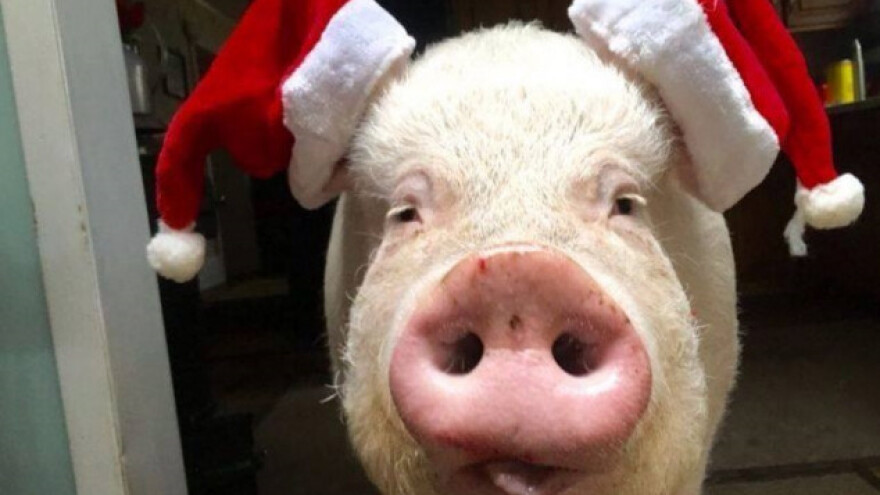 U Slavoniji živi prasica koja neće biti kobasica