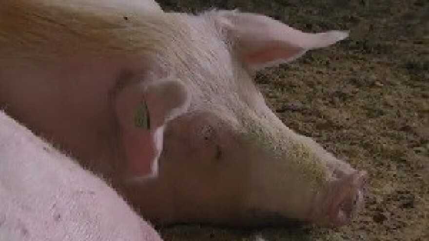 Uzgajivači svinja na koljenima