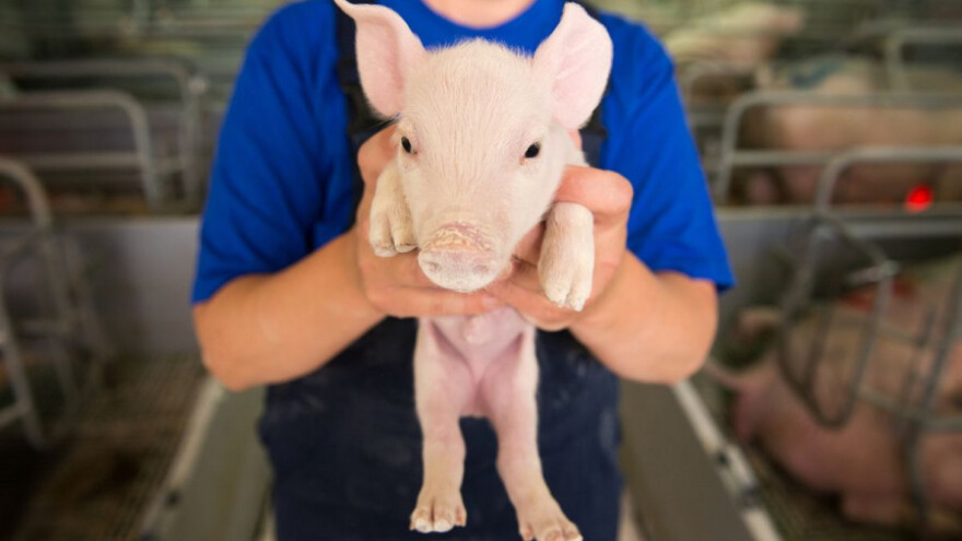 Odluke iz mjere 4.1.1. za svinjogojce i peradare