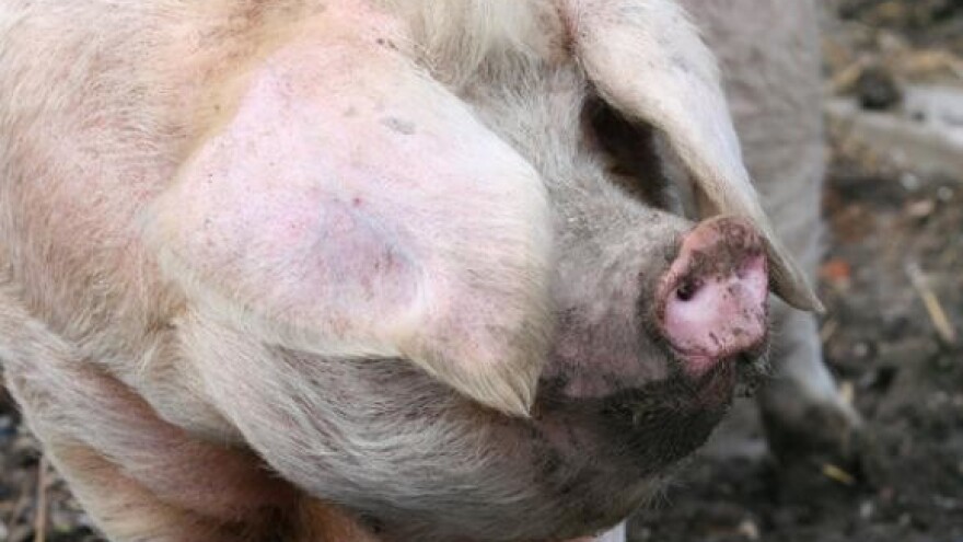 Novi udar na stočare