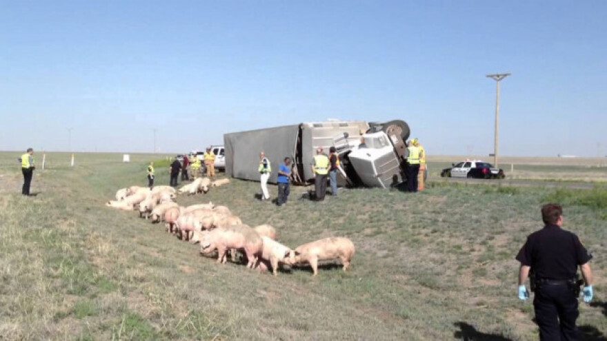 Kamion sa svinjama sletio s ceste