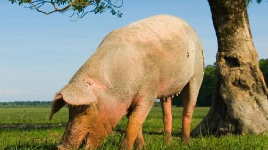 Porasla prodaja jeftinijeg svinjskog mesa