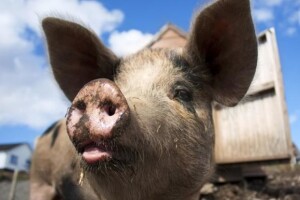 Čobanković otvara novi objekt Agro-Promesa