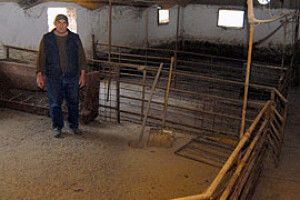 Zbog tova svinja 250.000 kn u minusu