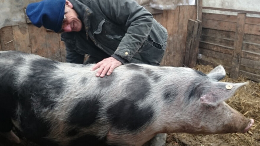 Lobiji izbacili krmače iz HR sela - vratimo ih!