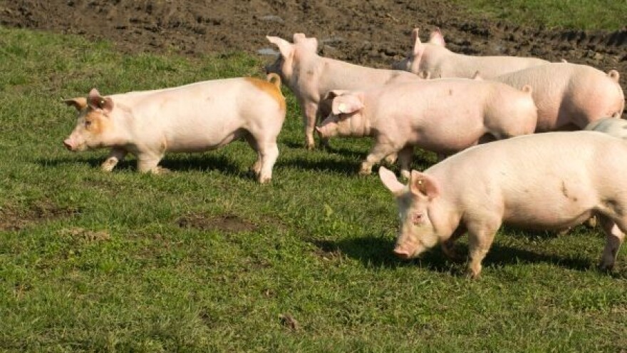 Brojni benefiti od humanog uzgoja svinja!