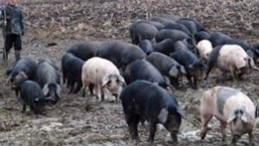 Nije odrezak pršut i pisana slanina