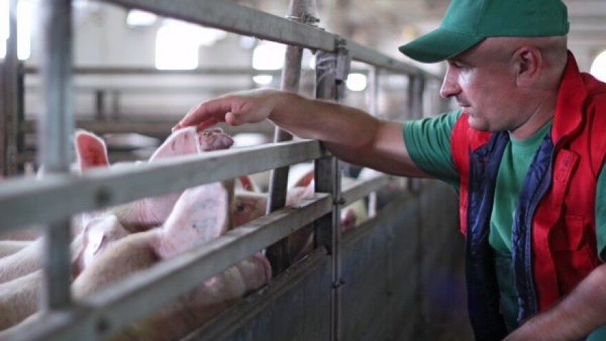 Svinje i perad ne smiju jesti neprerađenu soju!