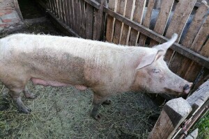U e-savjetovanju su tri programa potpore za ublažavanje posljedica afričke svinjske kuge