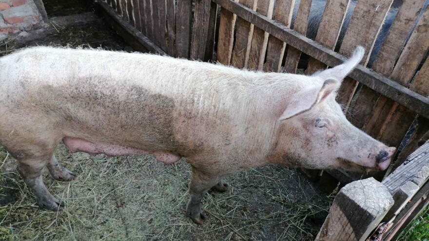 U e-savjetovanju su tri programa potpore za ublažavanje posljedica afričke svinjske kuge