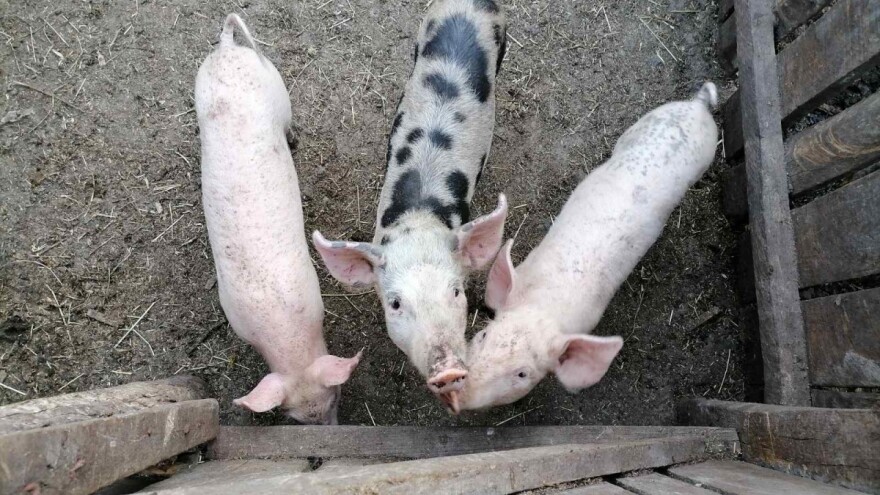 Afrička svinjska kuga se proširila na šest županija, izdano novo rješenje