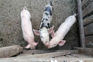 Narušen proizvodni potencijal zbog afričke svinjske kuge - podnesite zahtjev za potporu