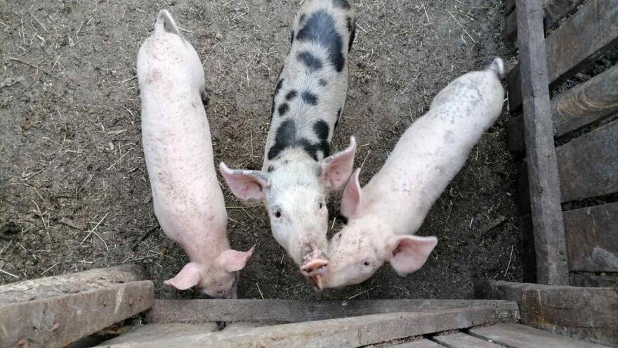 Narušen proizvodni potencijal zbog afričke svinjske kuge - podnesite zahtjev za potporu