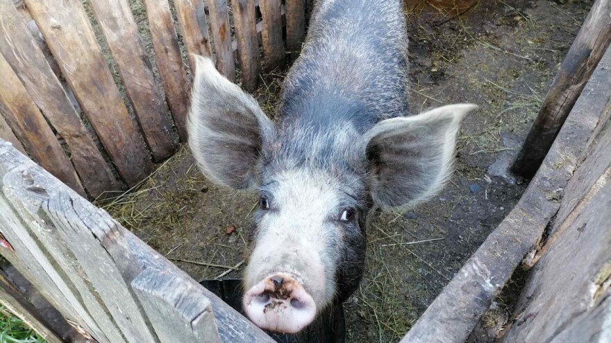 Afrička kuga svinja u valjevskim selima - potvrđena u 17 gazdinstava