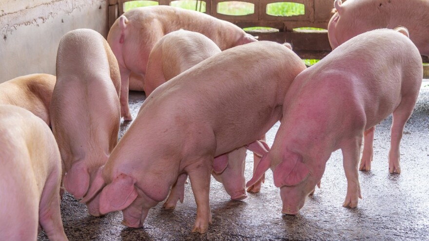 Robne rezerve preuzimaju 15.000 tovljenika