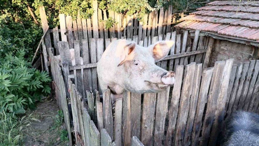 Kako sprečiti širenje AKS-a?