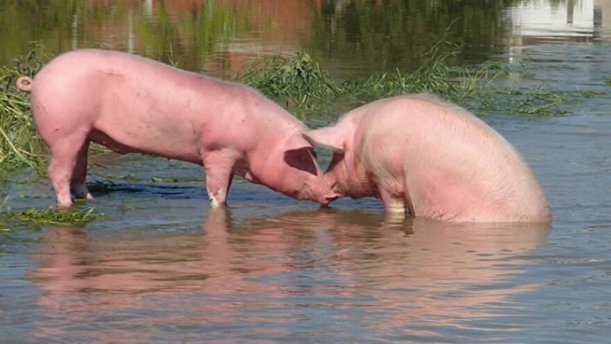 MP: Dosta dezinformacija! Ne ubijamo životinje!