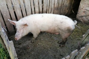 Eutanazirane 53 svinje u Osječko-baranjskoj županiji, poslana i poruka uzgajivačima