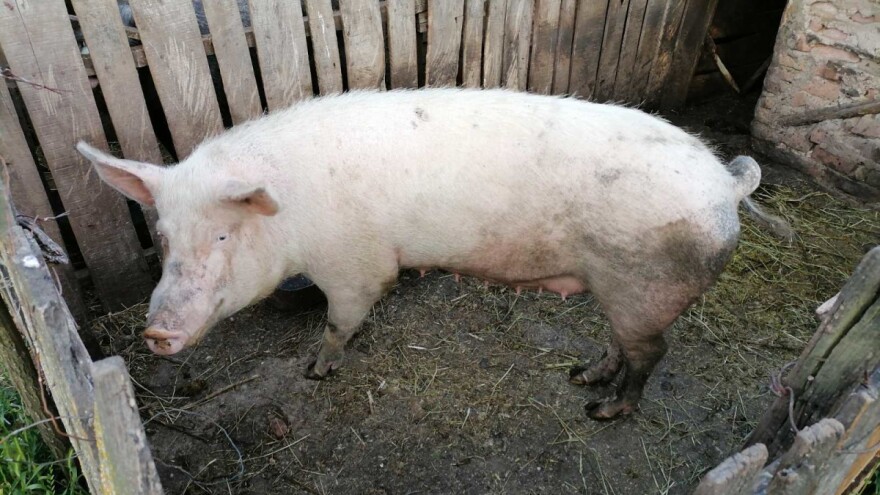 Eutanazirane 53 svinje u Osječko-baranjskoj županiji, poslana i poruka uzgajivačima